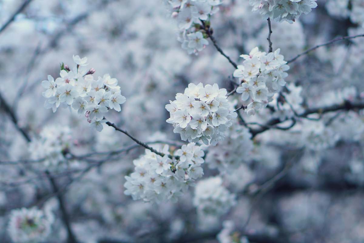 blossom white flowers flower