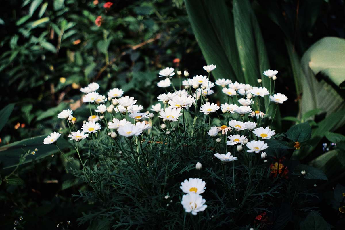 daisies white flowers blossom