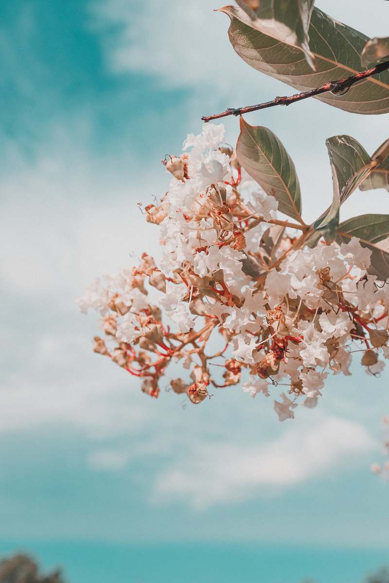 animal white flowers during day bird