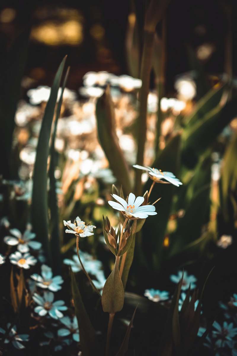 daisy white flowers during daytime daisies