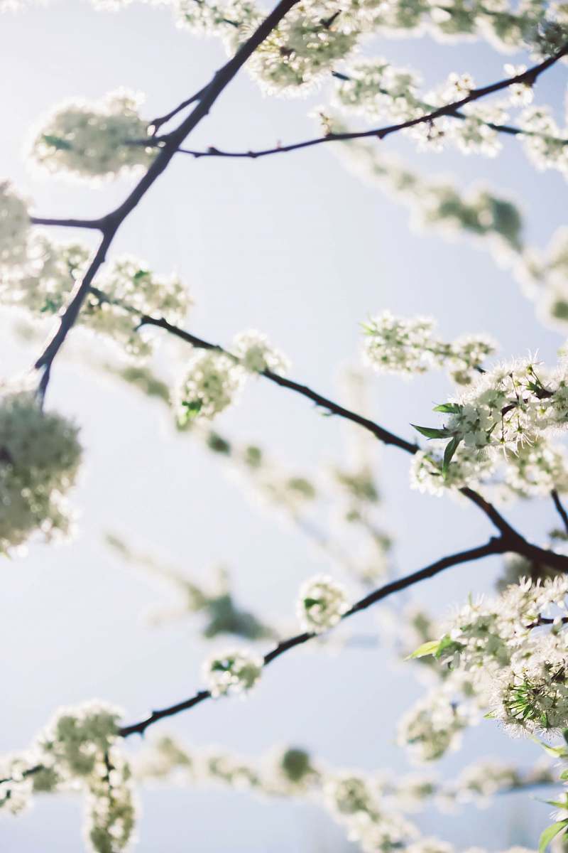 blossom white leafed tree flower