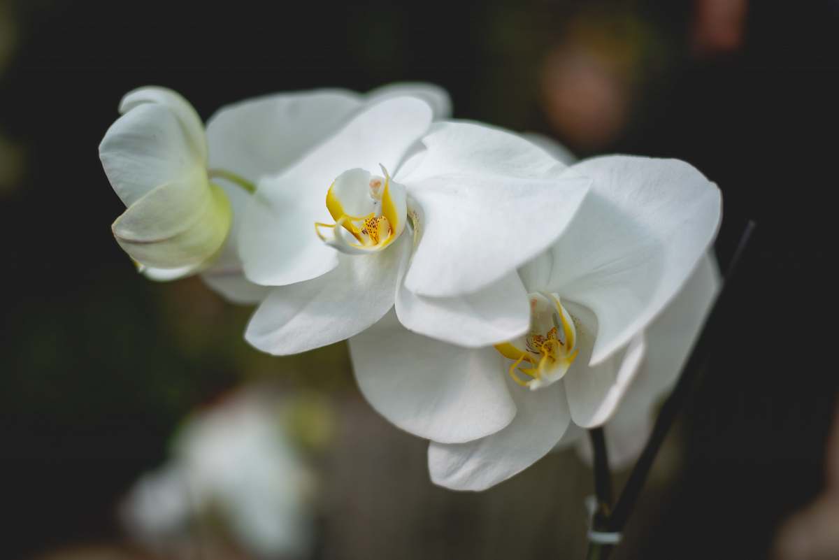 flower white moth orchid pollen