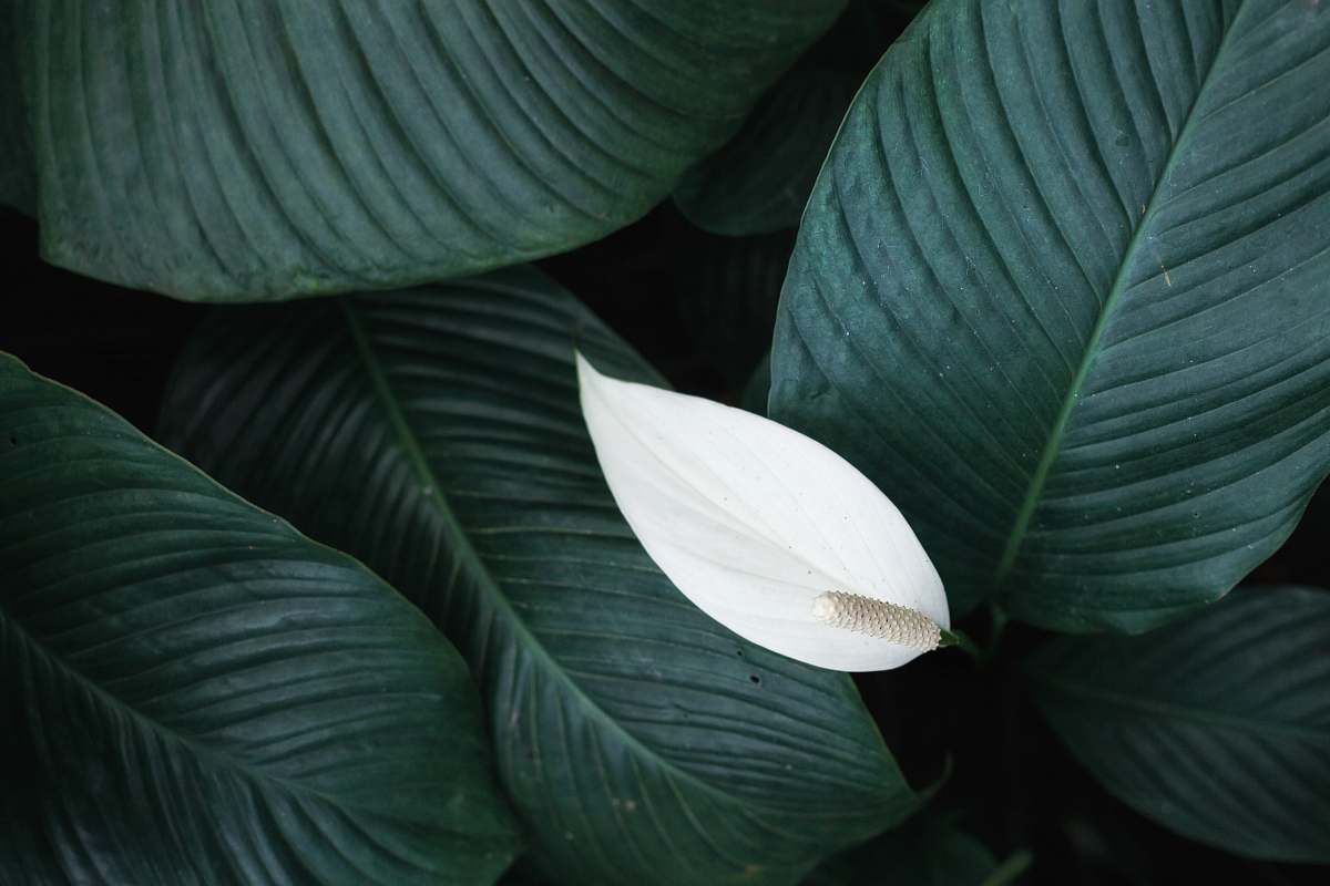 flower white peace lily flower blossom