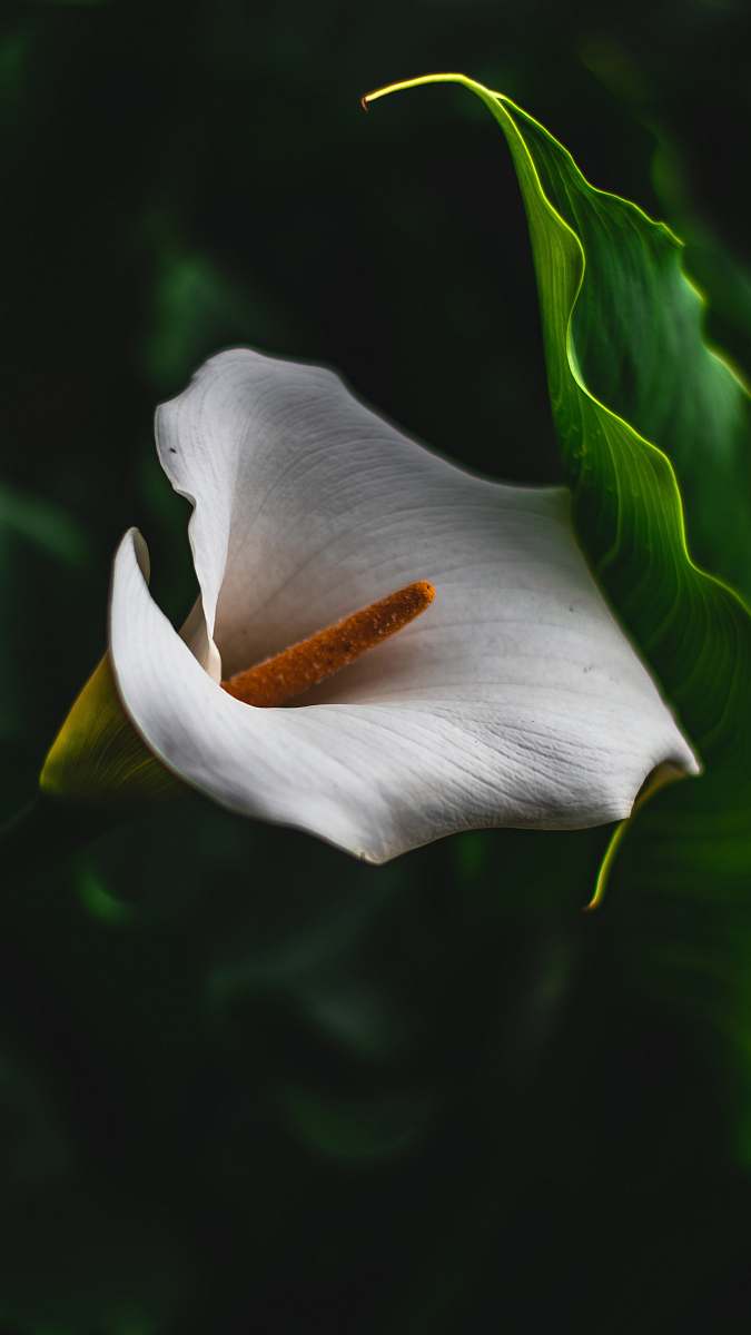 blossom white-petaled flower anthurium