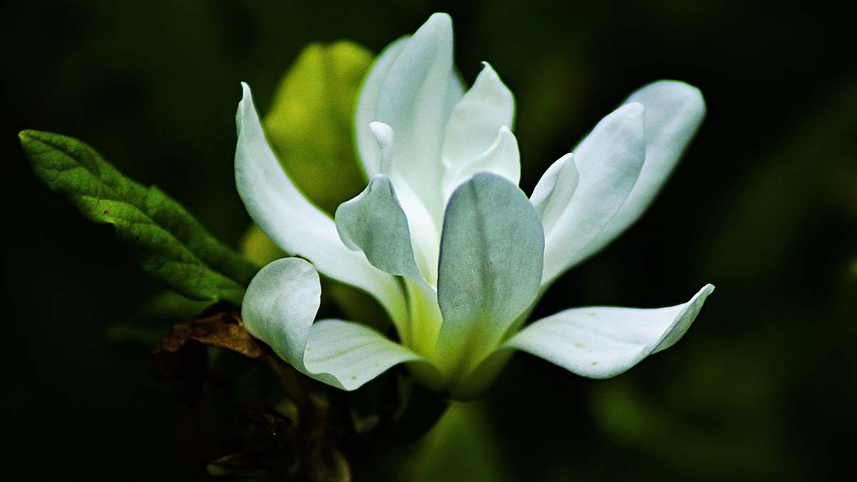 blossom white petaled flower close-up photography iris