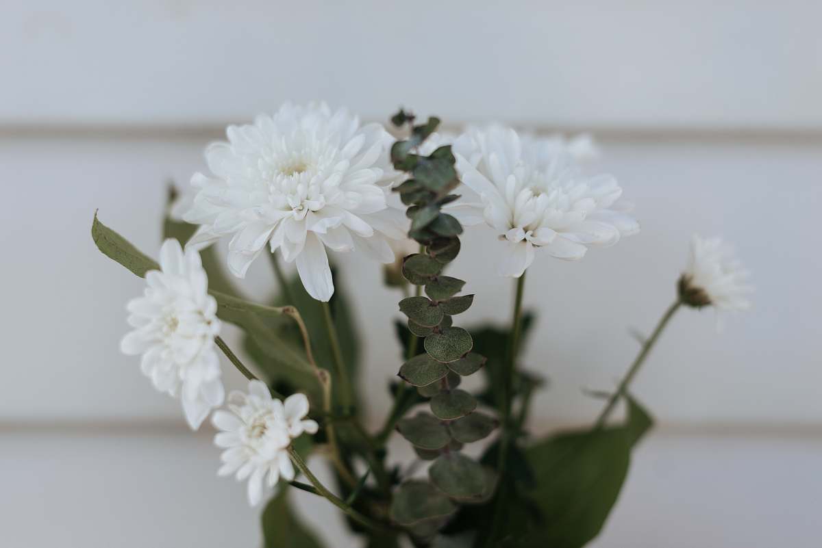 flower white petaled flower close-up photography blossom