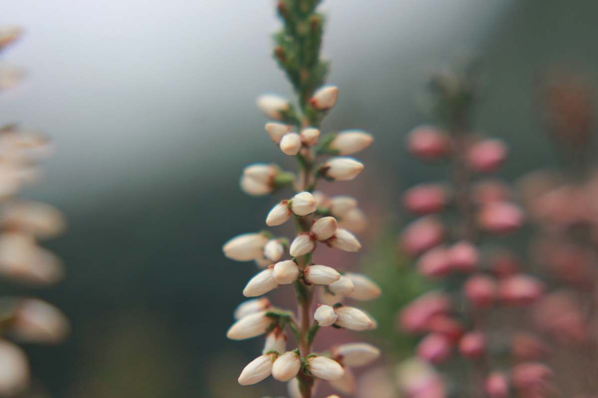 blossom white petaled flower in selective focus photography flower