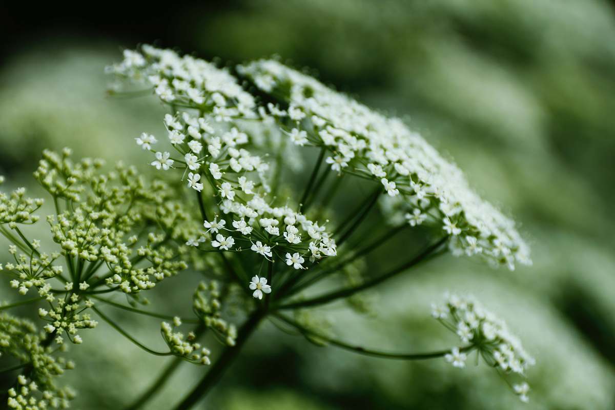 food white-petaled flower on selective focus photography seasoning