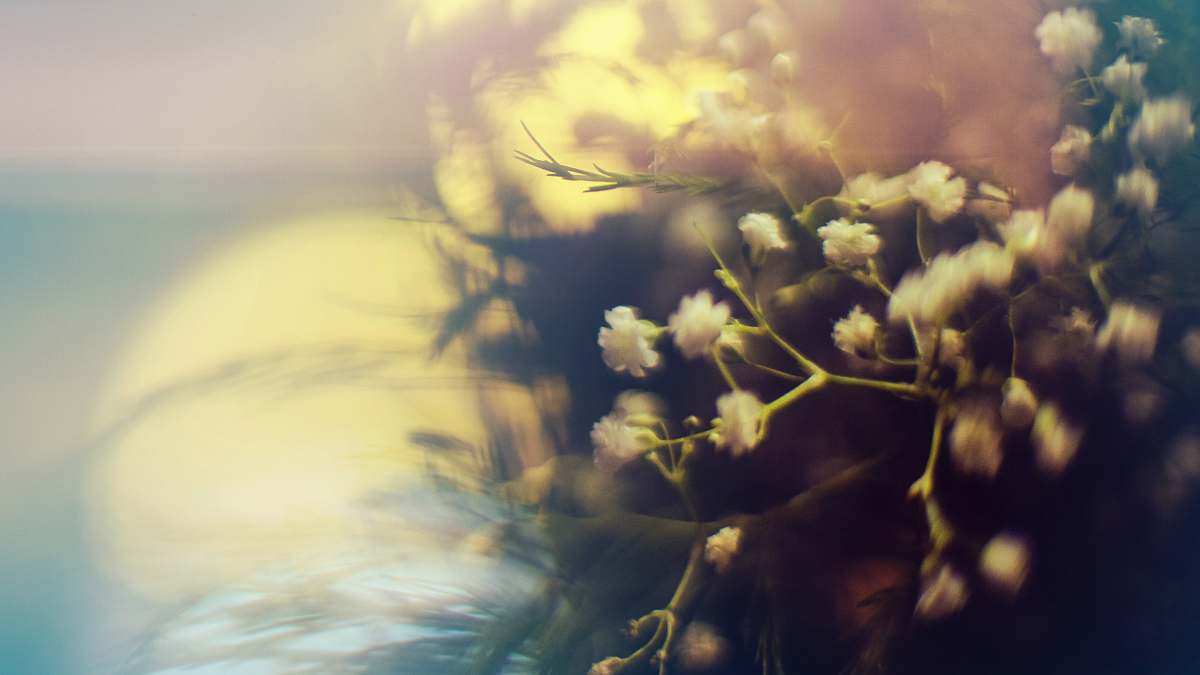 sunlight white-petaled flower light