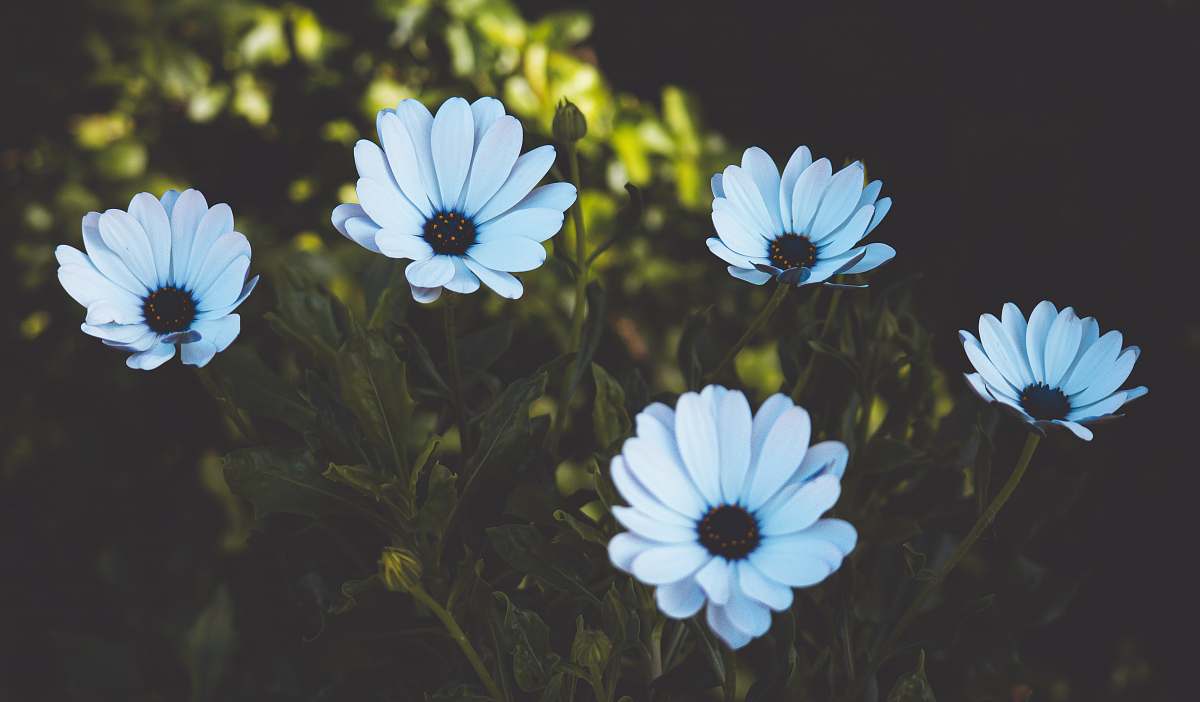 blossom white-petaled flowers flower