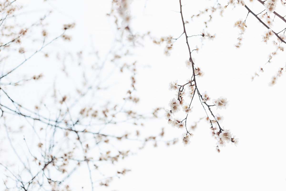 flower white petaled flowers close-up photography tree