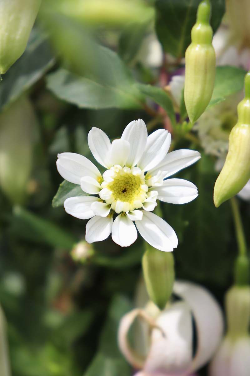flower white petaled flowers glastonbury