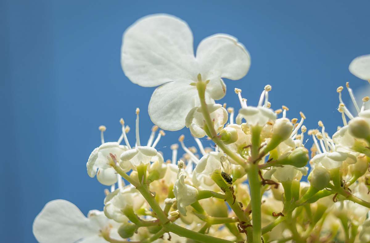 pollen white petaled flowers ukraine