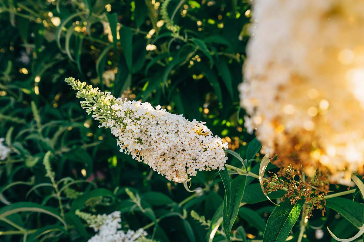 flower white-petaled flowers with leaves blossom