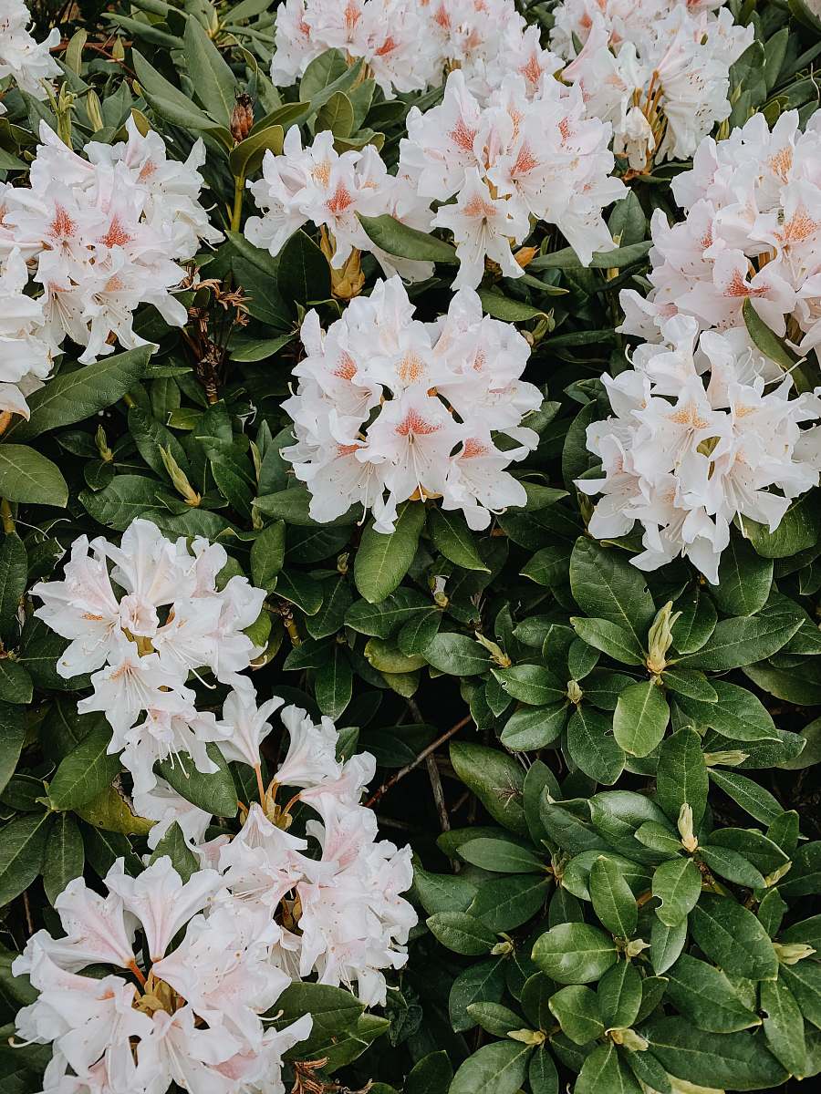 flower white petaled flwoers blossom