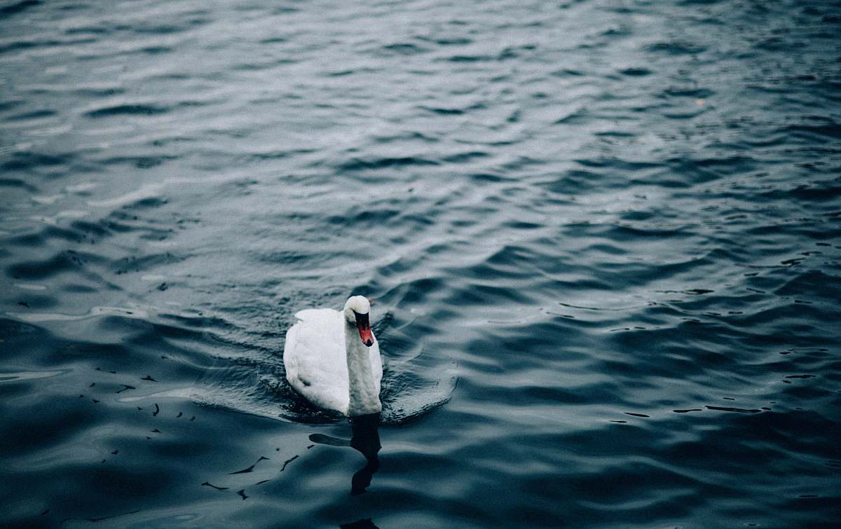 bird goose in body of water ripple