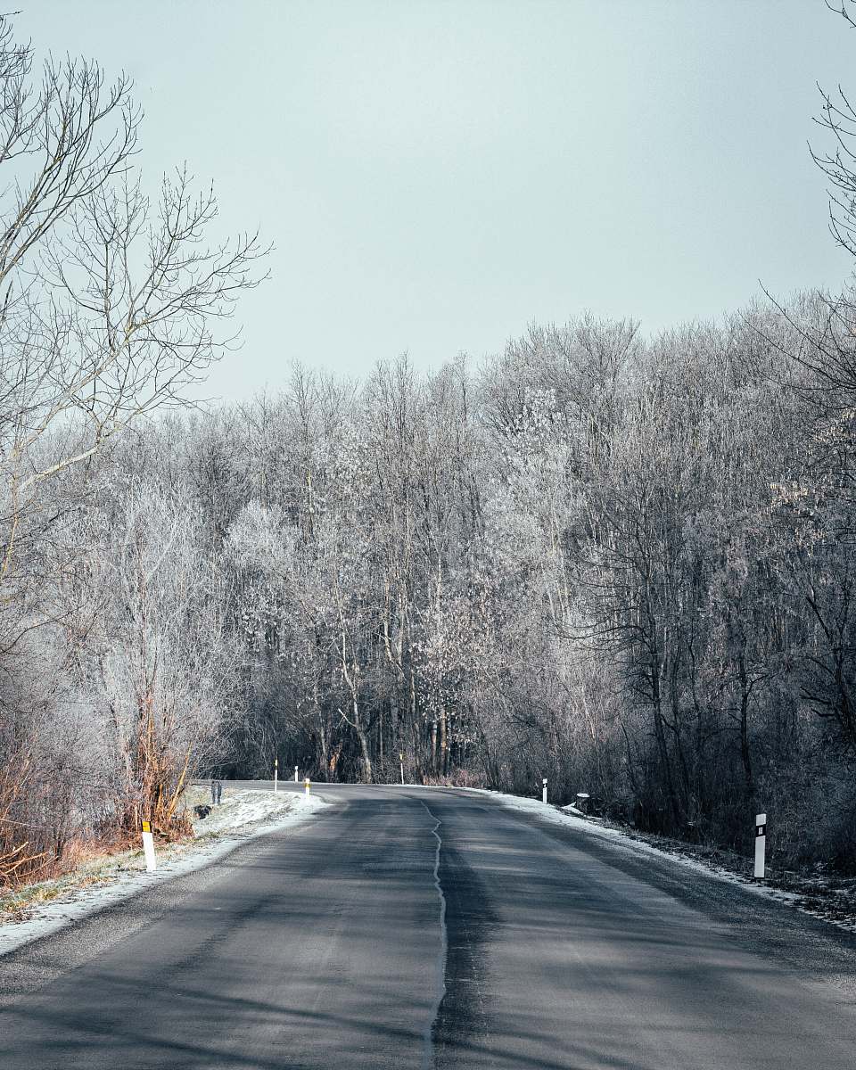 asphalt empty road surrounded with trees tarmac