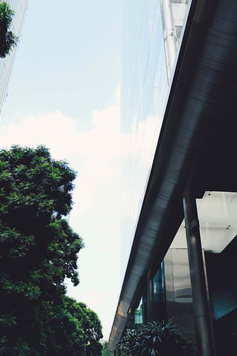 white green-leafed tree freeway