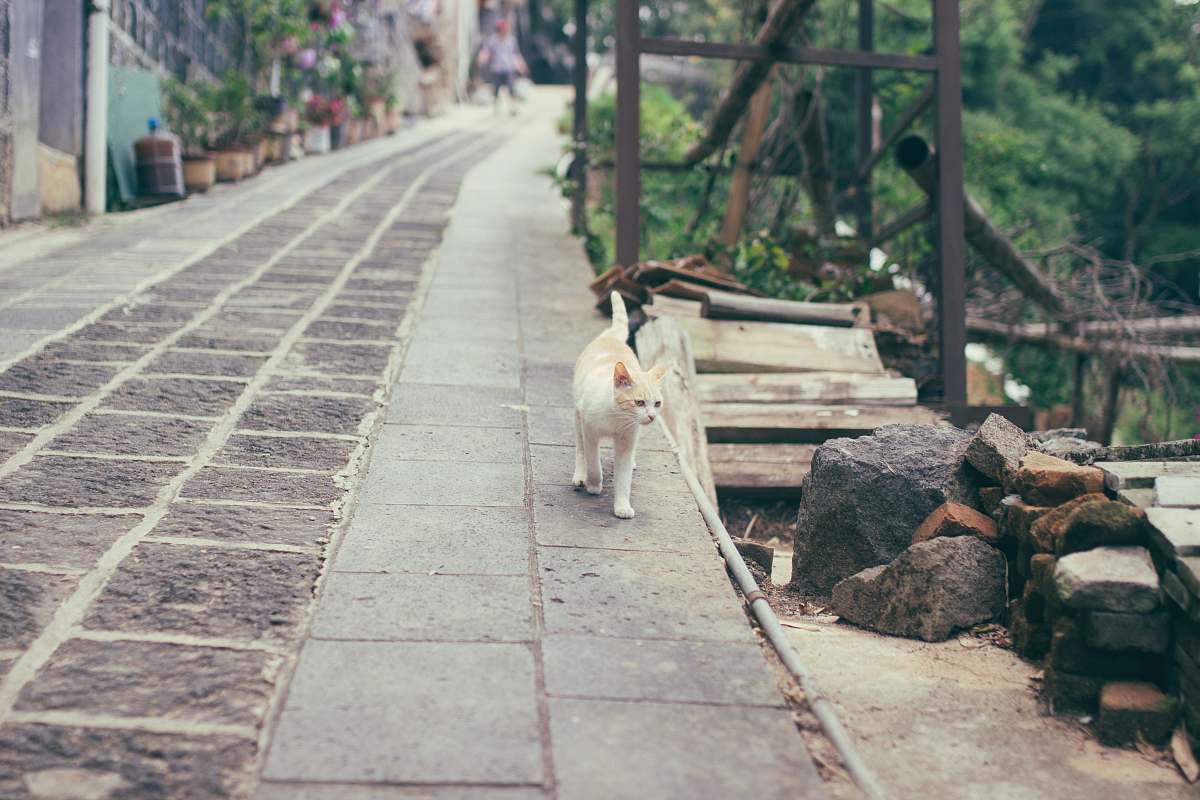 tomb orange and white cat cat