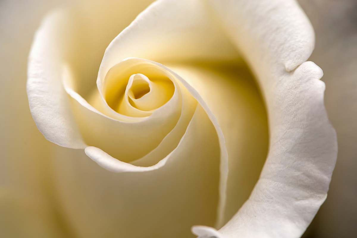 flower close up photography of rose flower manchester