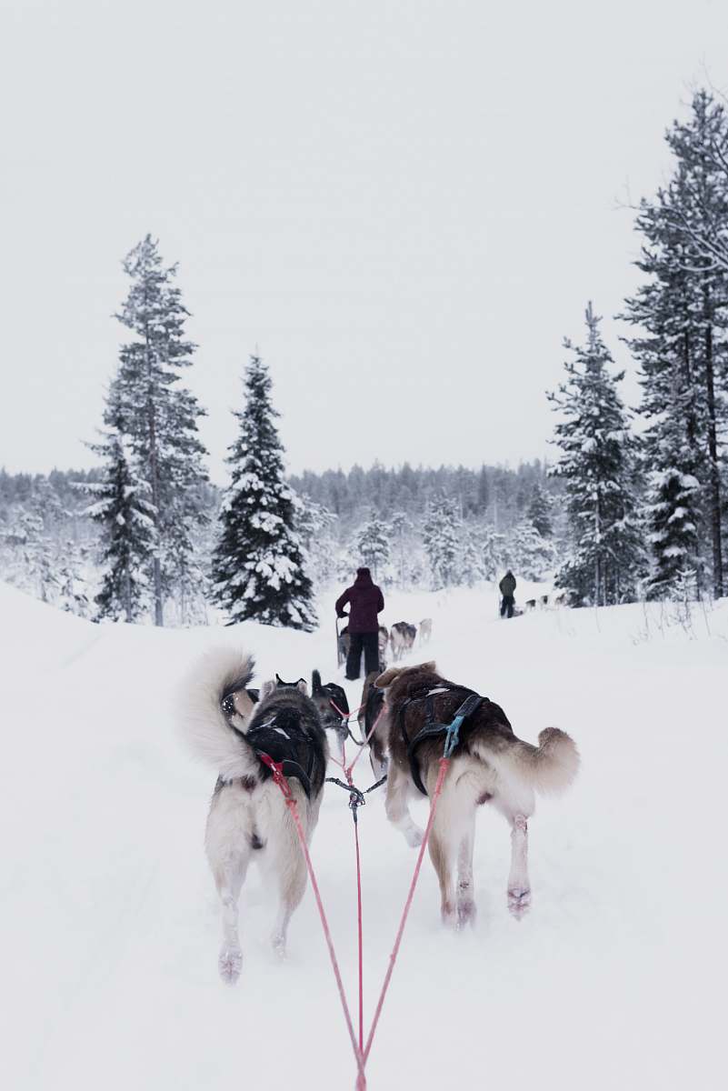 finland dogs pulling person on snow dogsled