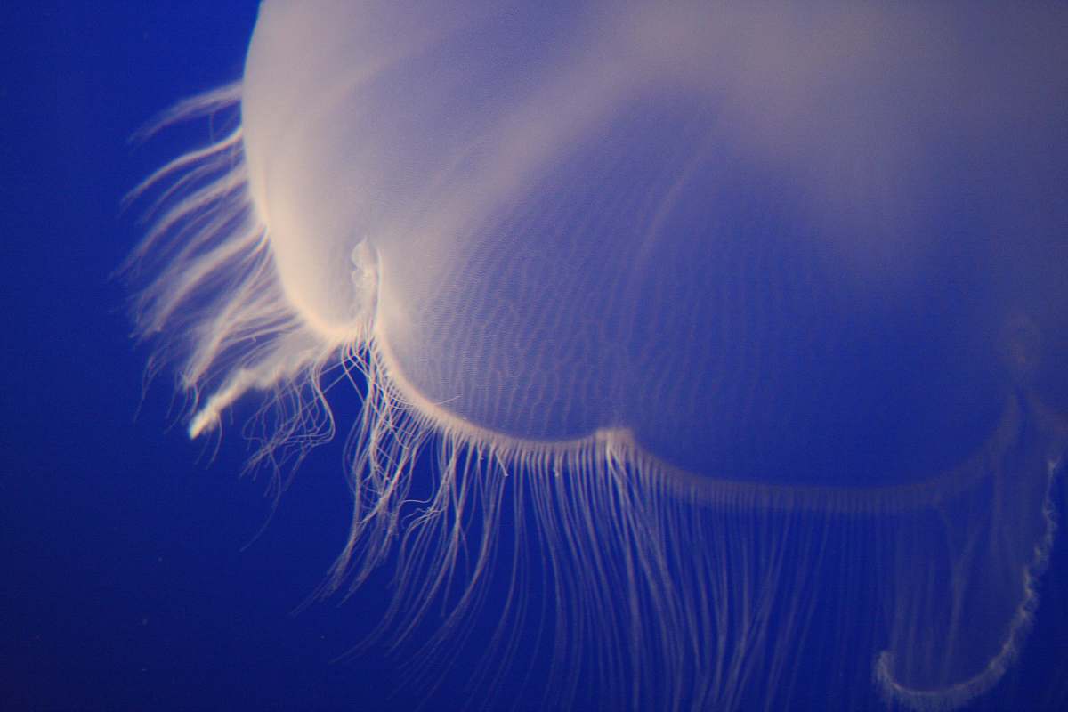 jellyfish photo of white jellyfish underwater blue