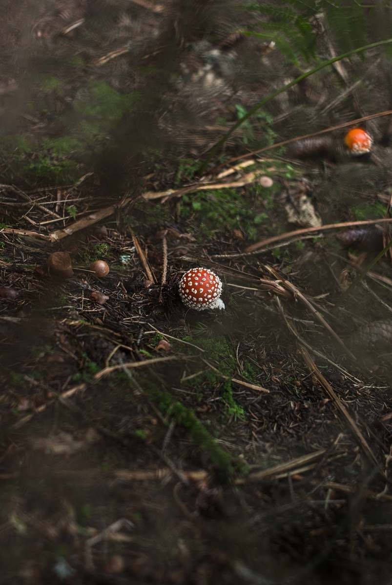 nature mushroom sprout on grass forest