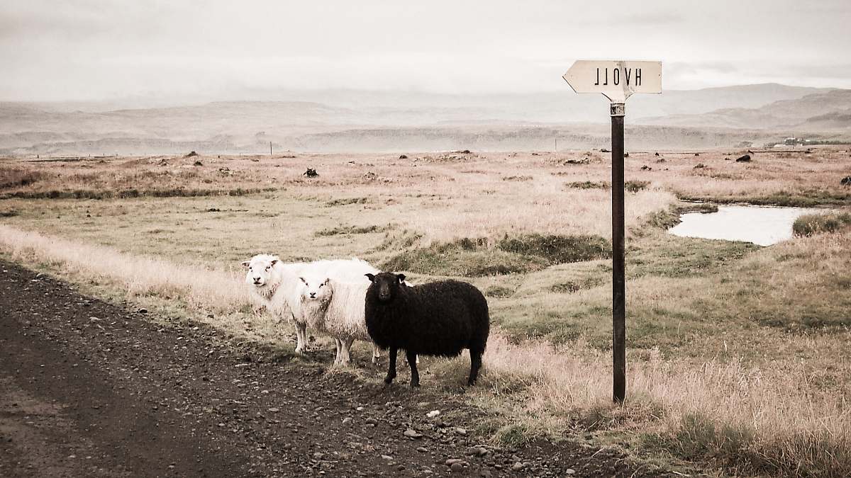 hvoll two white and one black lambs beside road animal