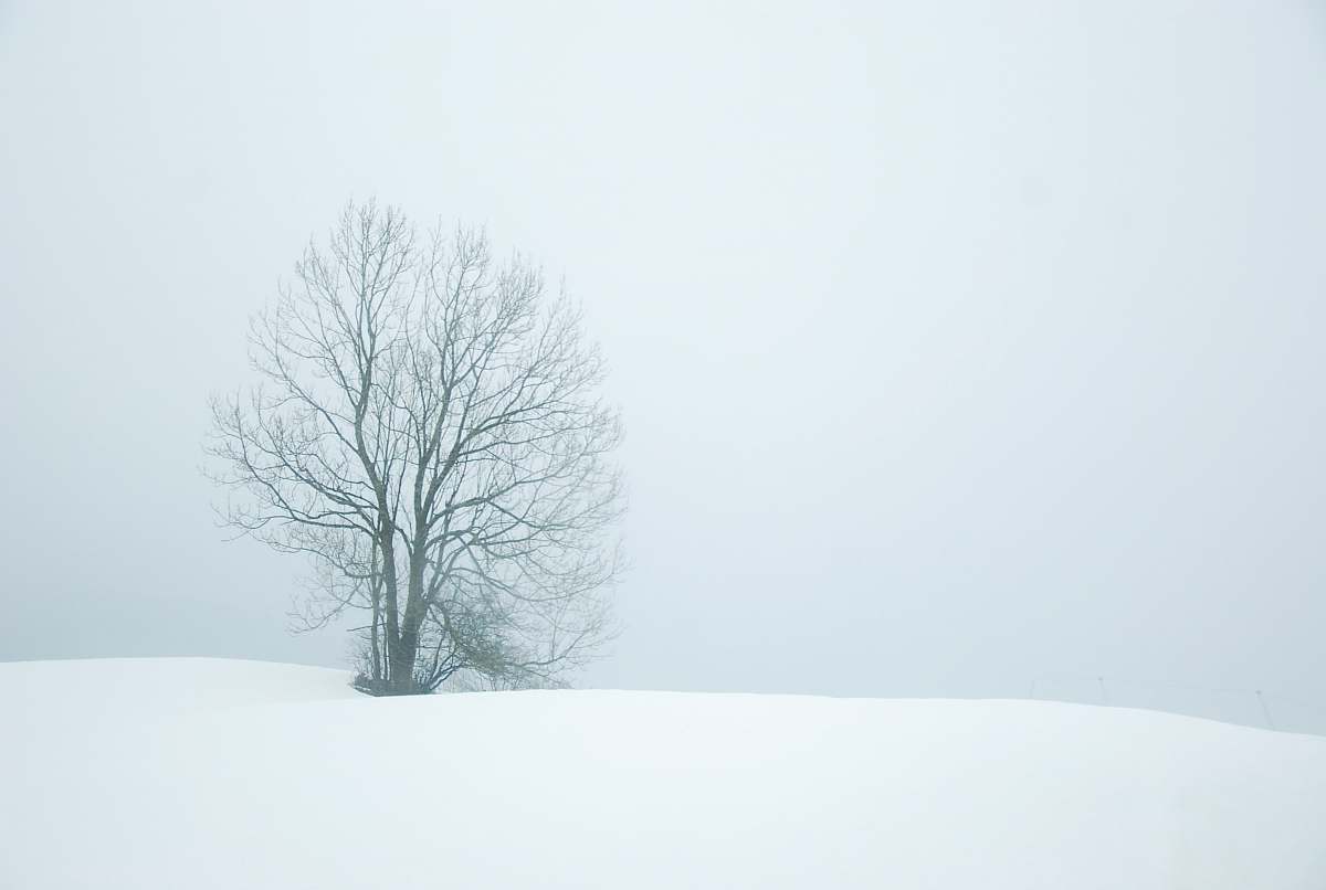 grey bare tree in the middle of snow field winter