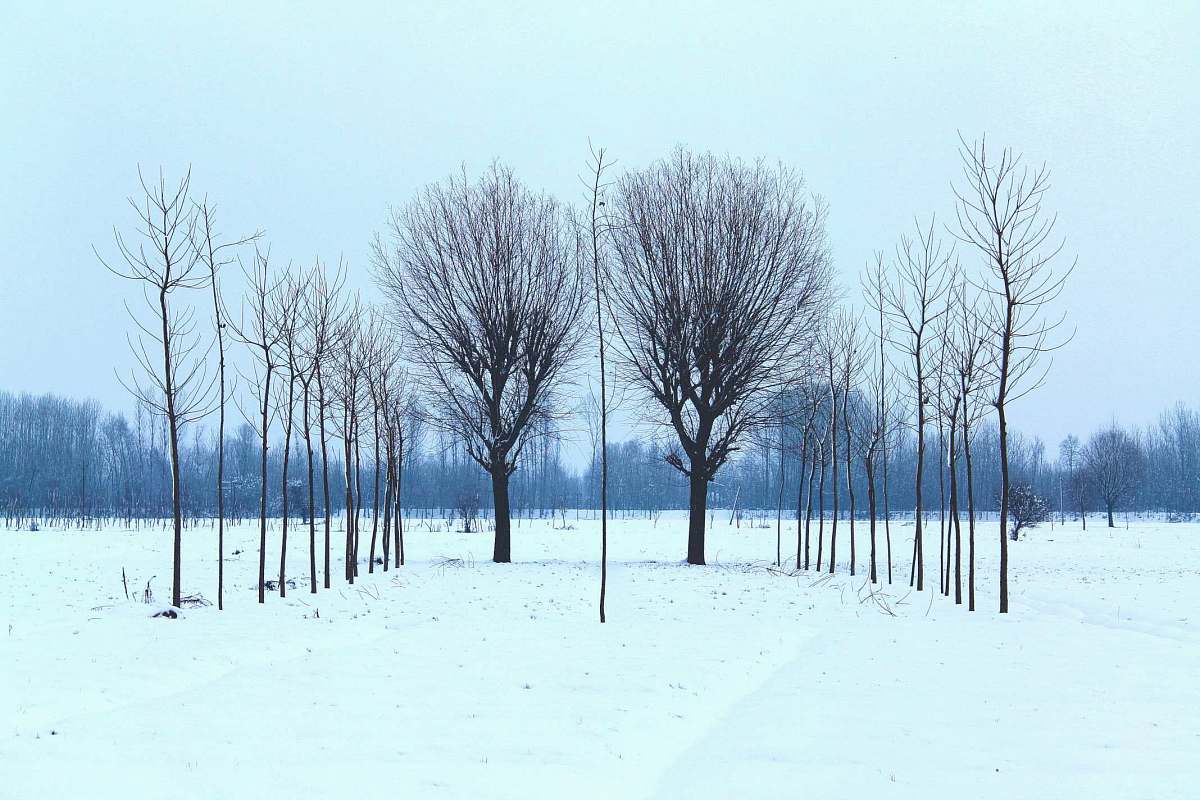 pampore black tree trees