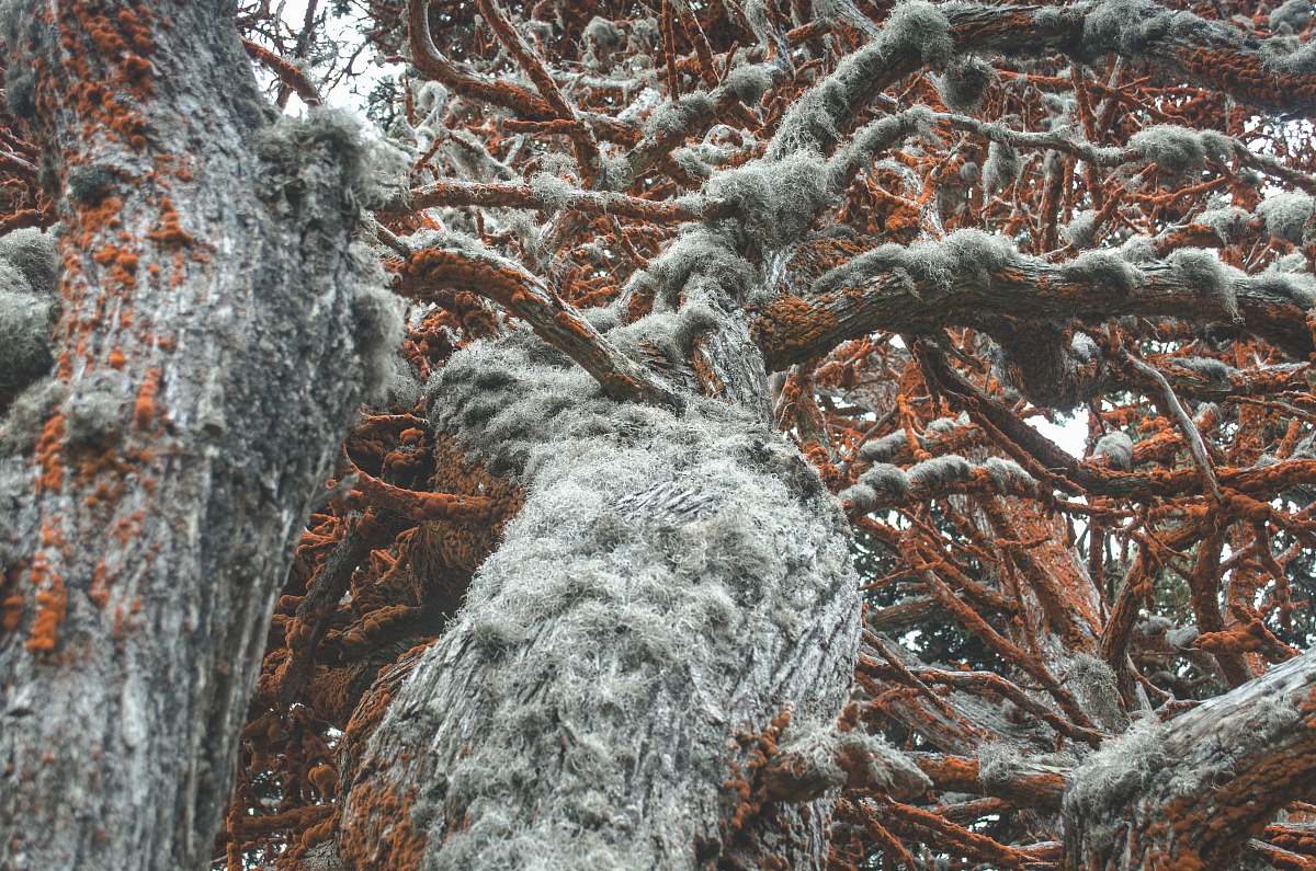 tree brown and gray trees ice