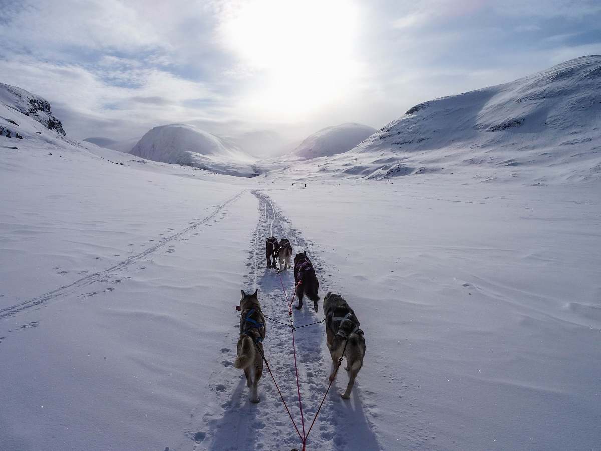 mountain five wolves walking on snow covered mountain during daytime sweden