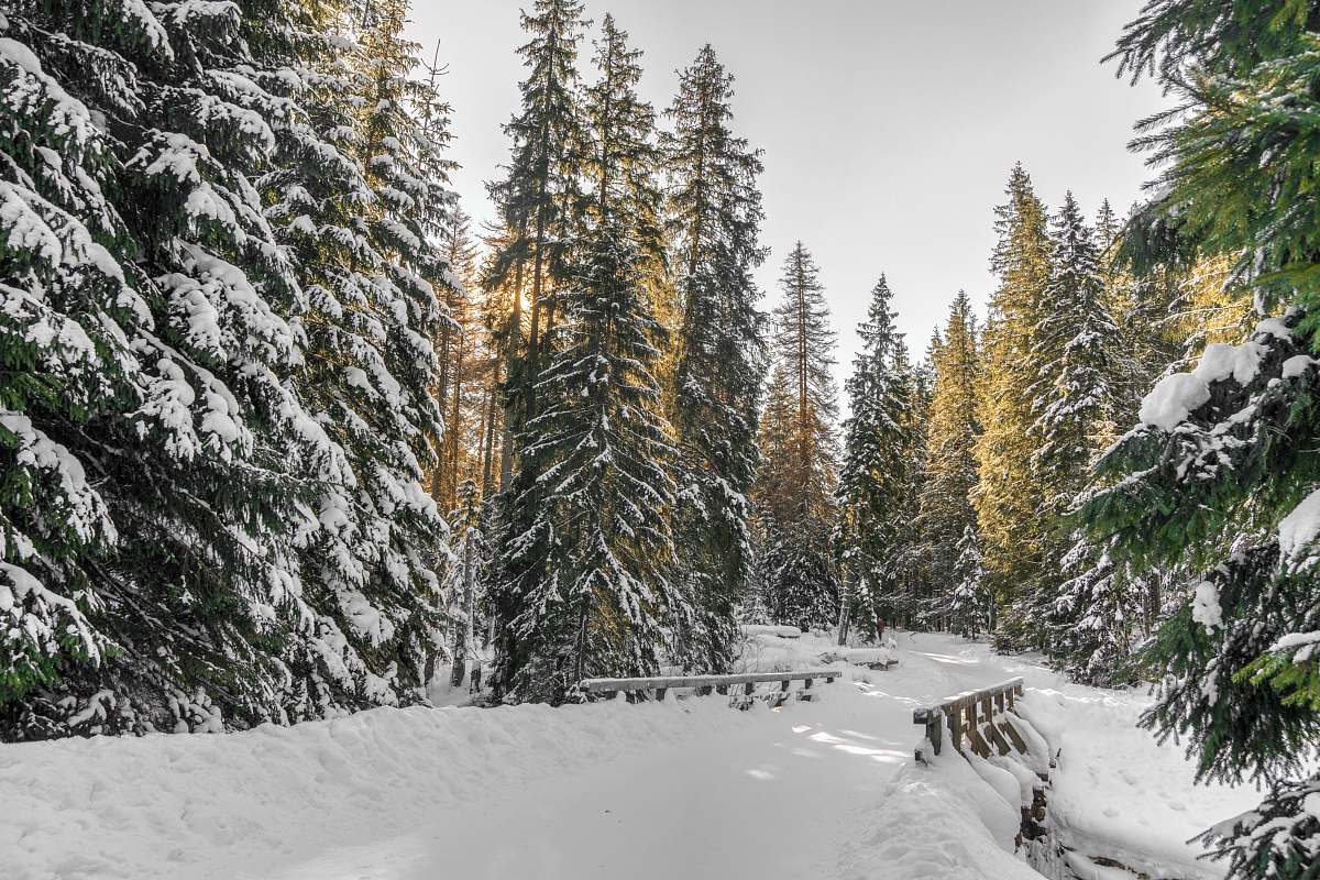 tree green pine trees covered with snow winter