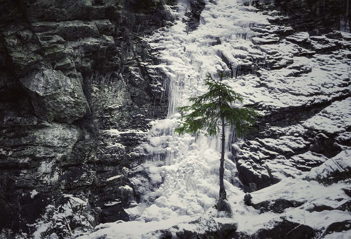 grey green tree beside gray rock mountain ice