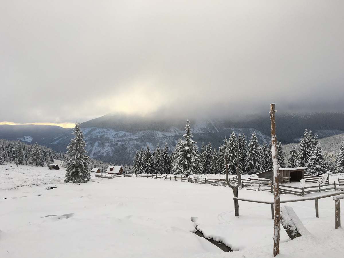 trees landscape photo of snow grey