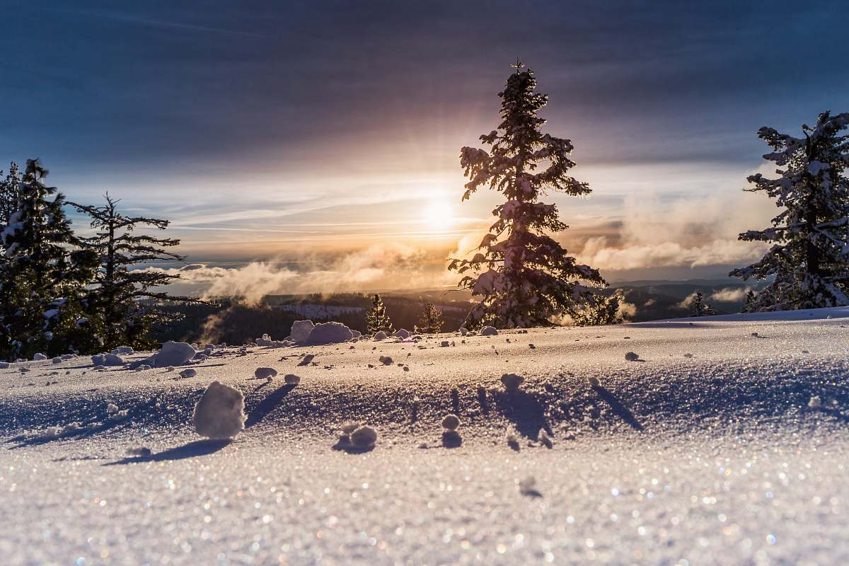 winter low angle photo of snow field tree