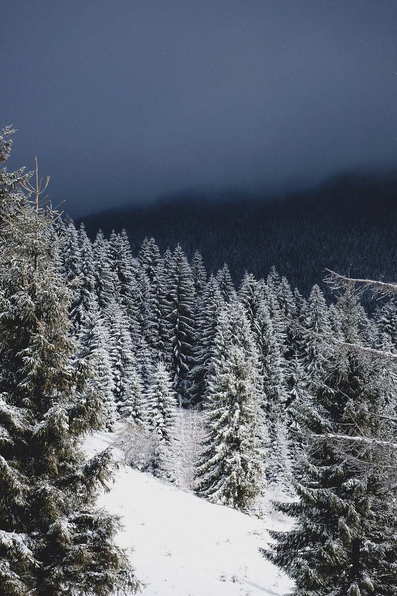winter pine trees covered with snow grey