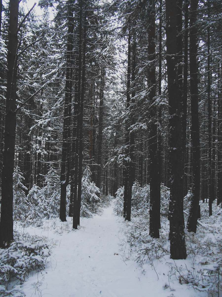 forest snow covered pine trees tree