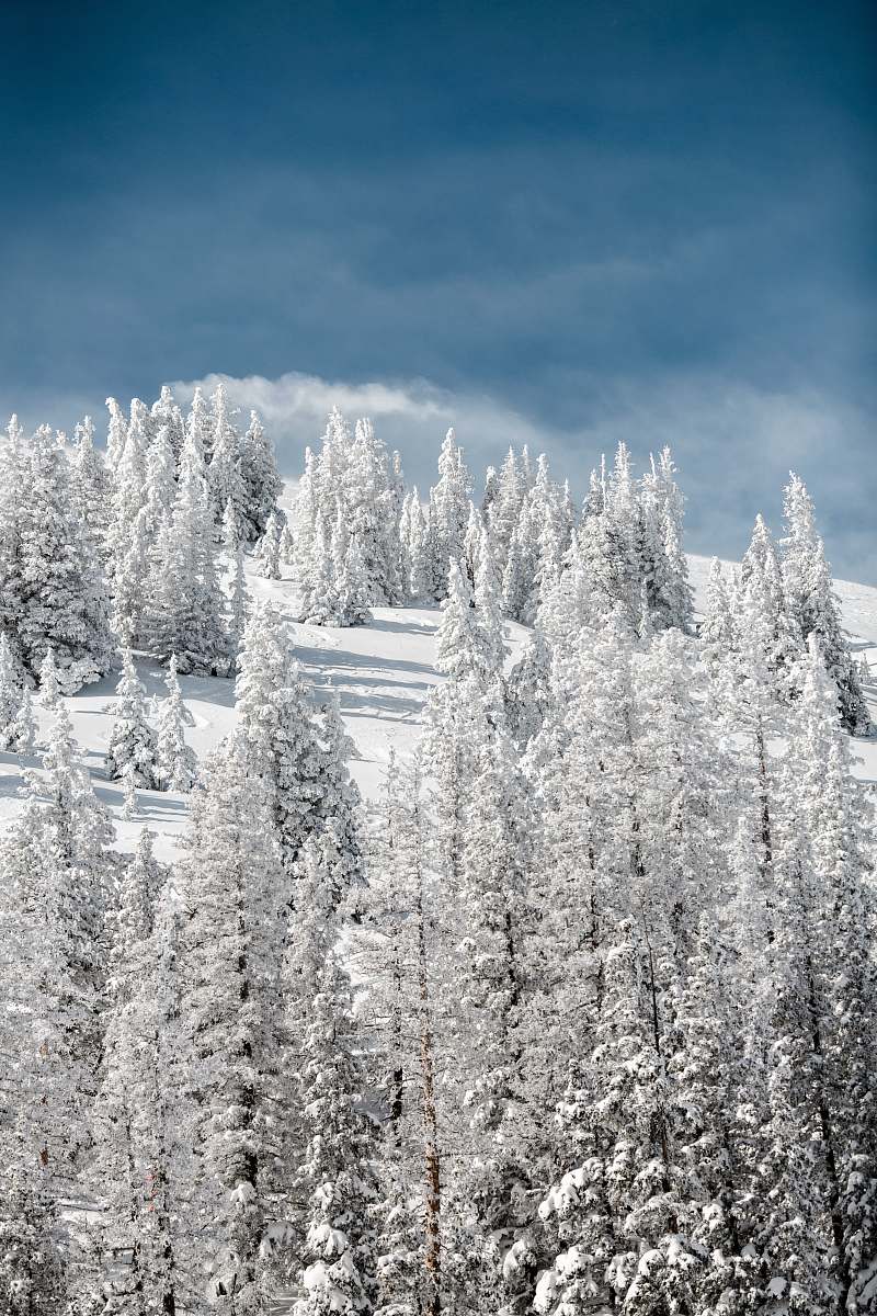 tree snow covered pine trees on mountain trees