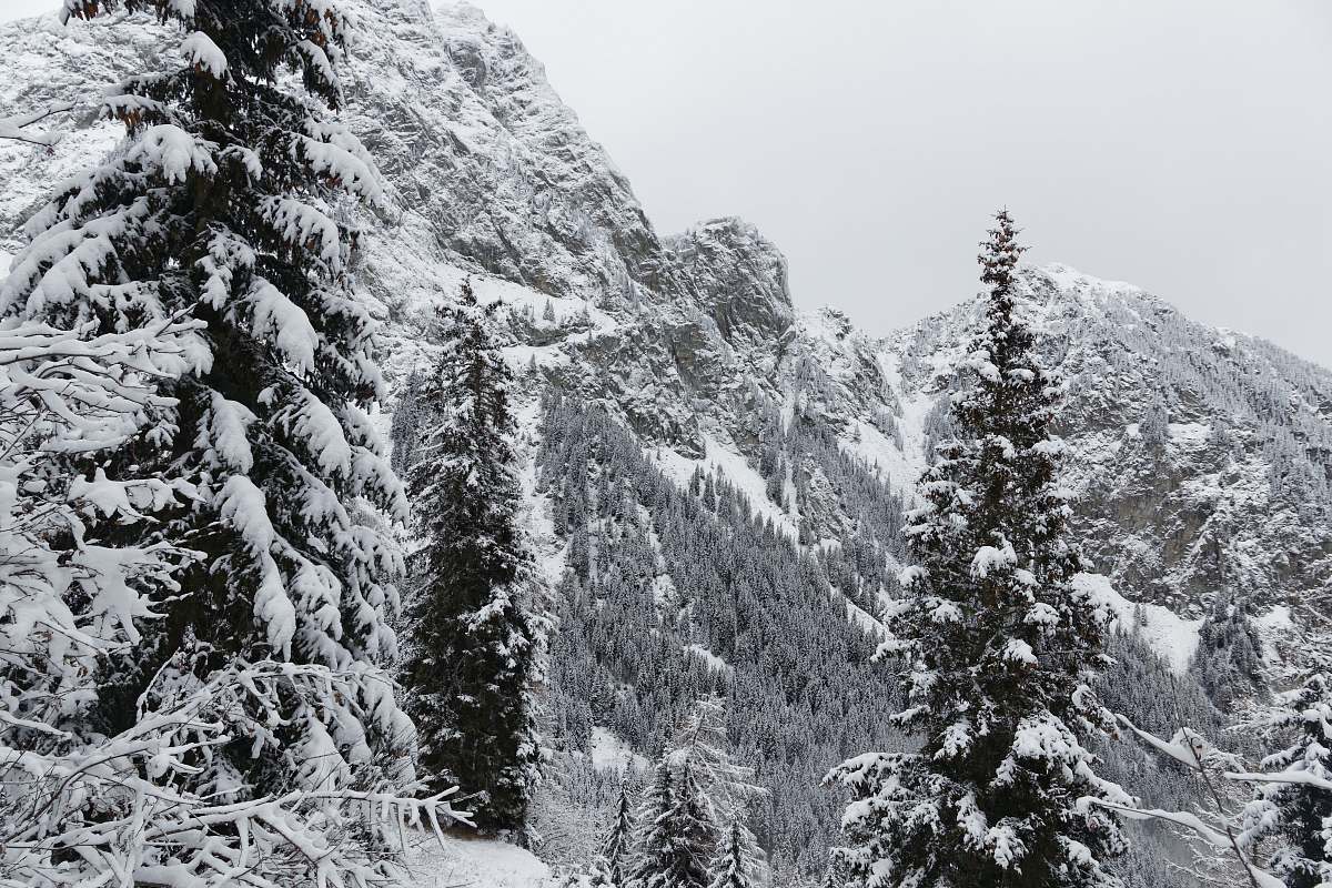 winter snow-covered tall trees at daytime fir