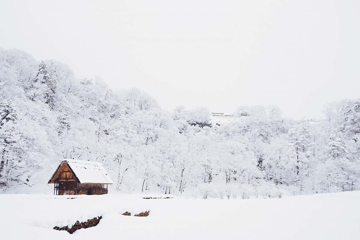 winter snow-covered tree lot during daytime shirakawa