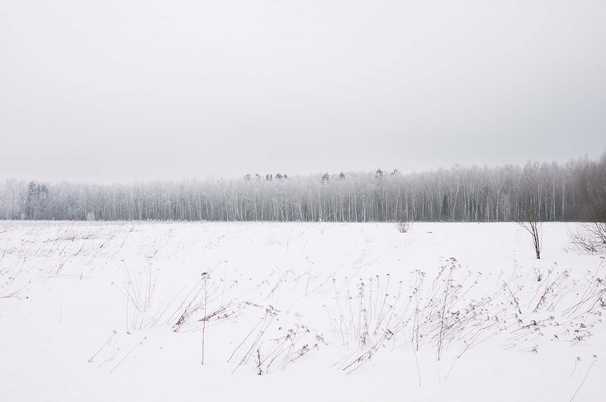 winter snow land with trees at distance snowy