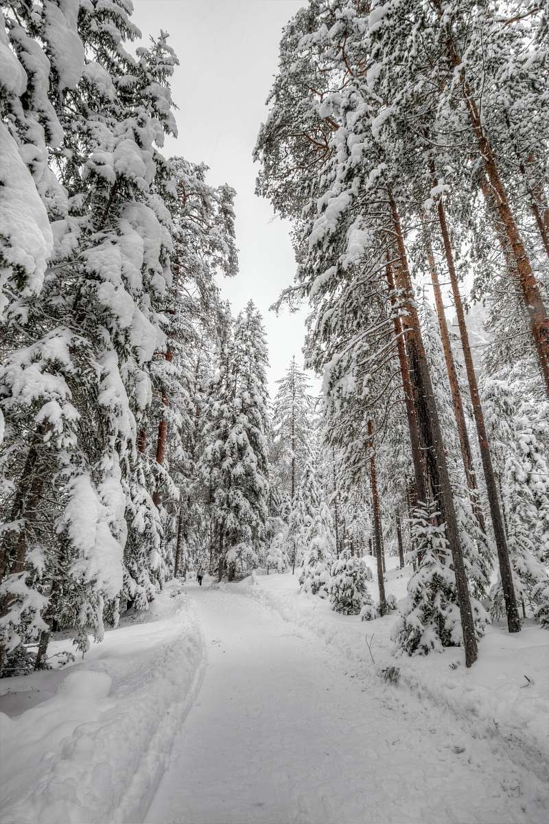 tree snow woods forest