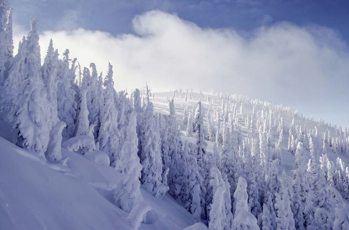 grey snowy forest covered by clouds steamboat springs