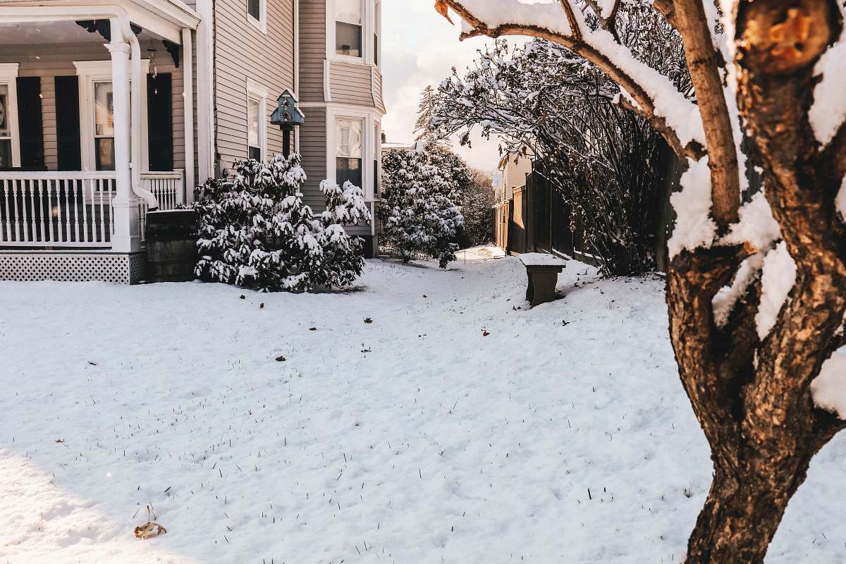person snowy tree human