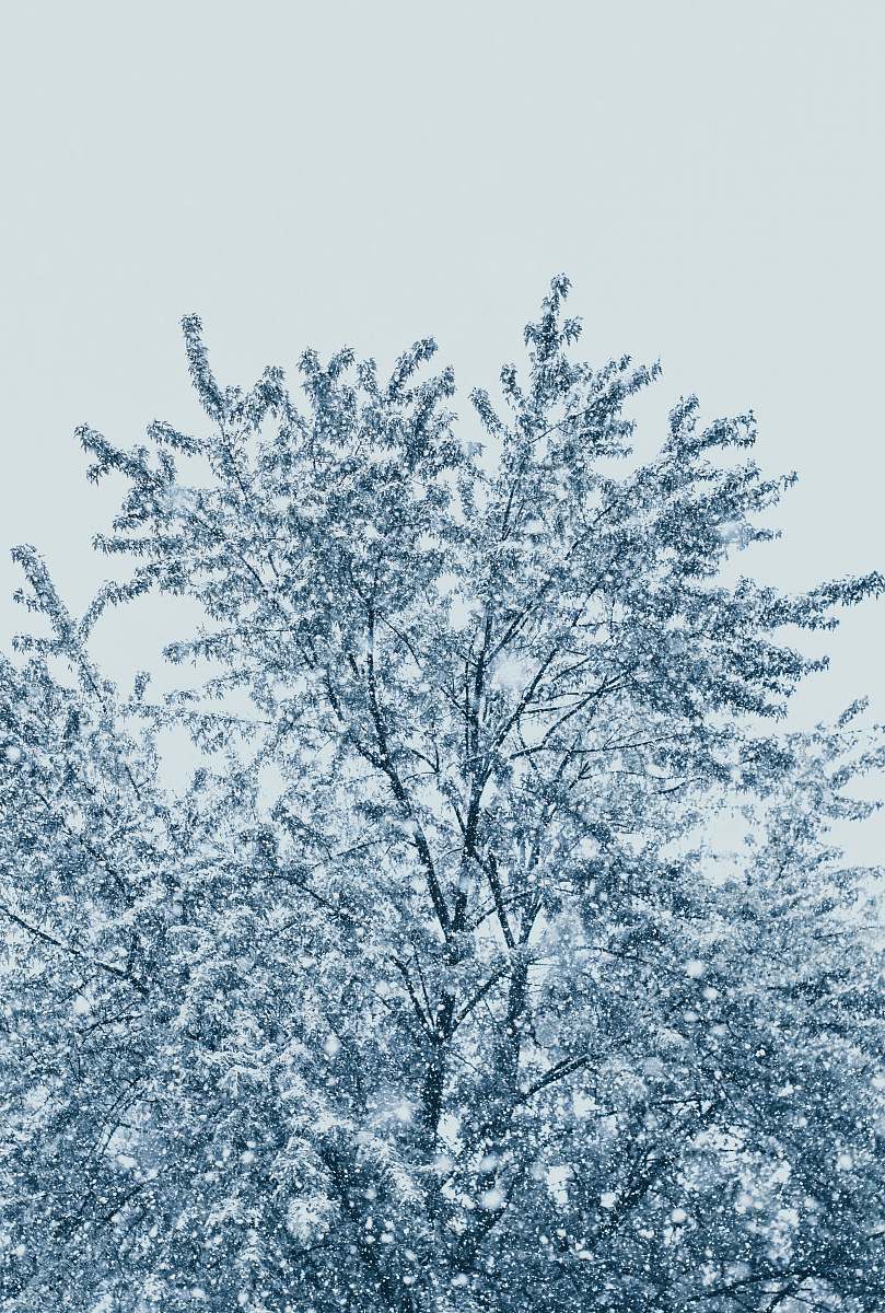 nature tree with snow outdoors
