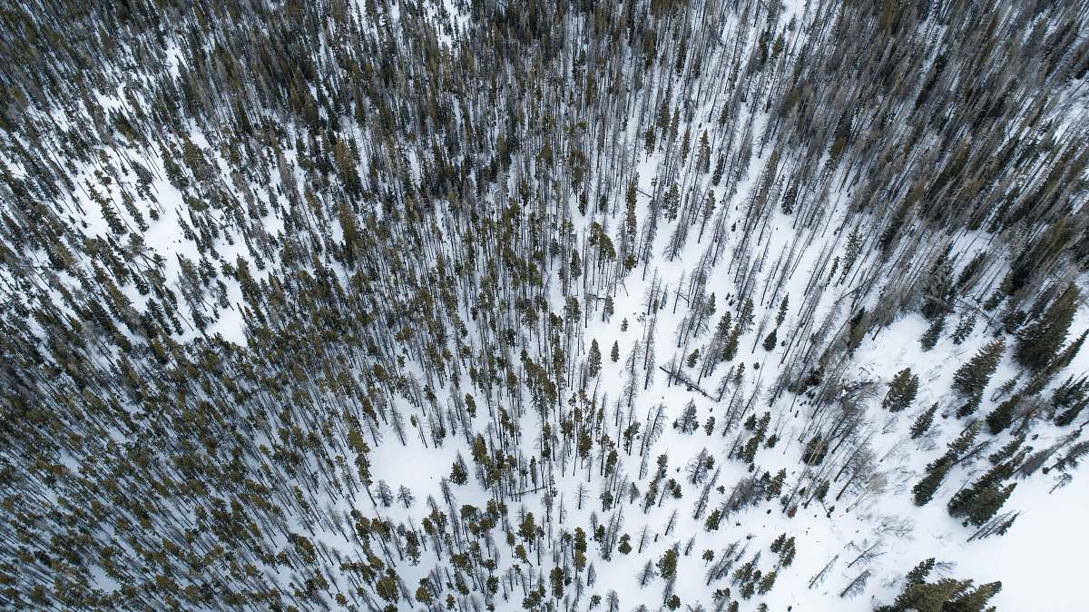 forest trees covered with snow drone view