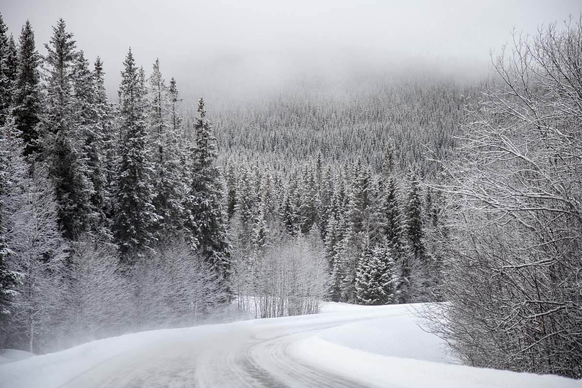 outdoors trees covered with snow under gray sky sweden