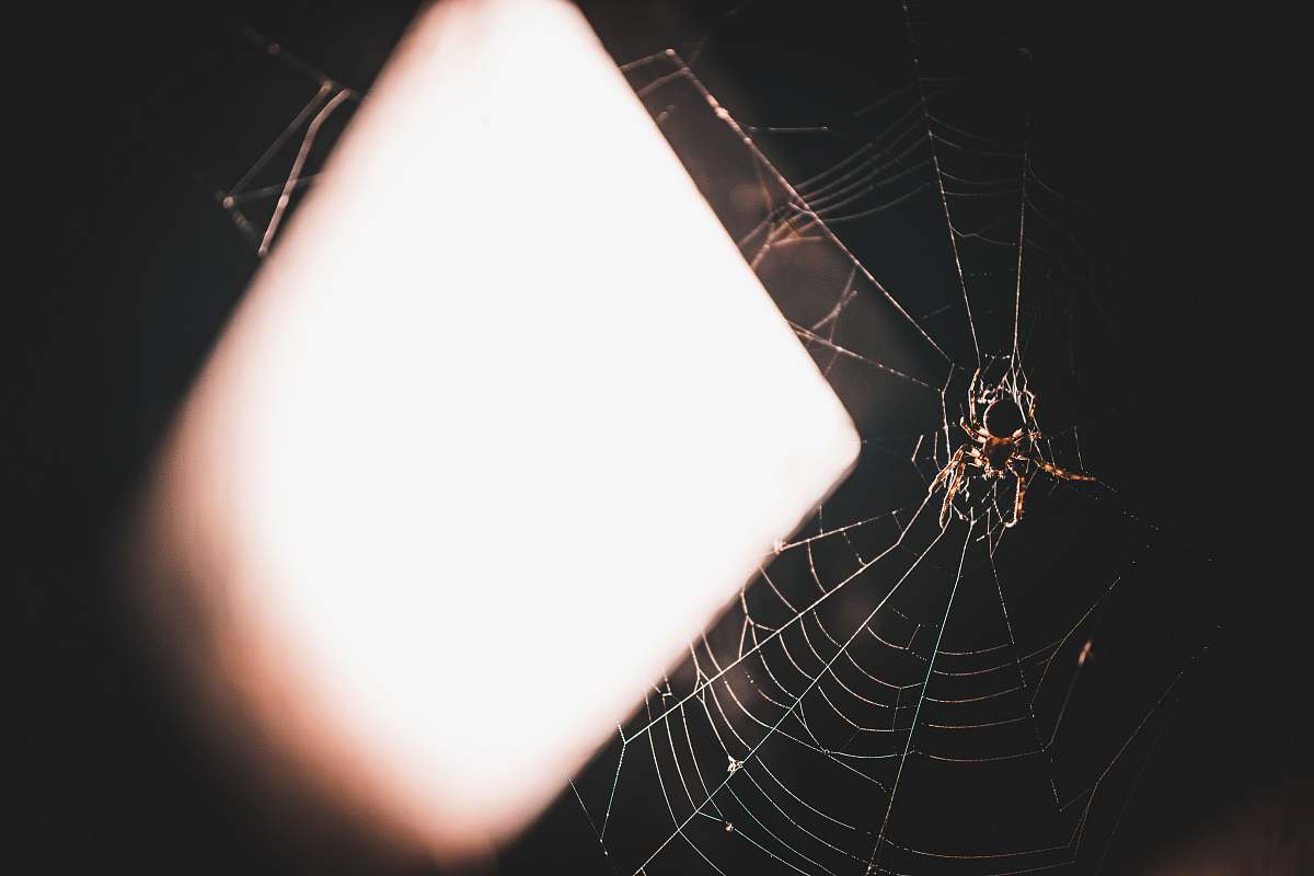 warsaw black spider poland