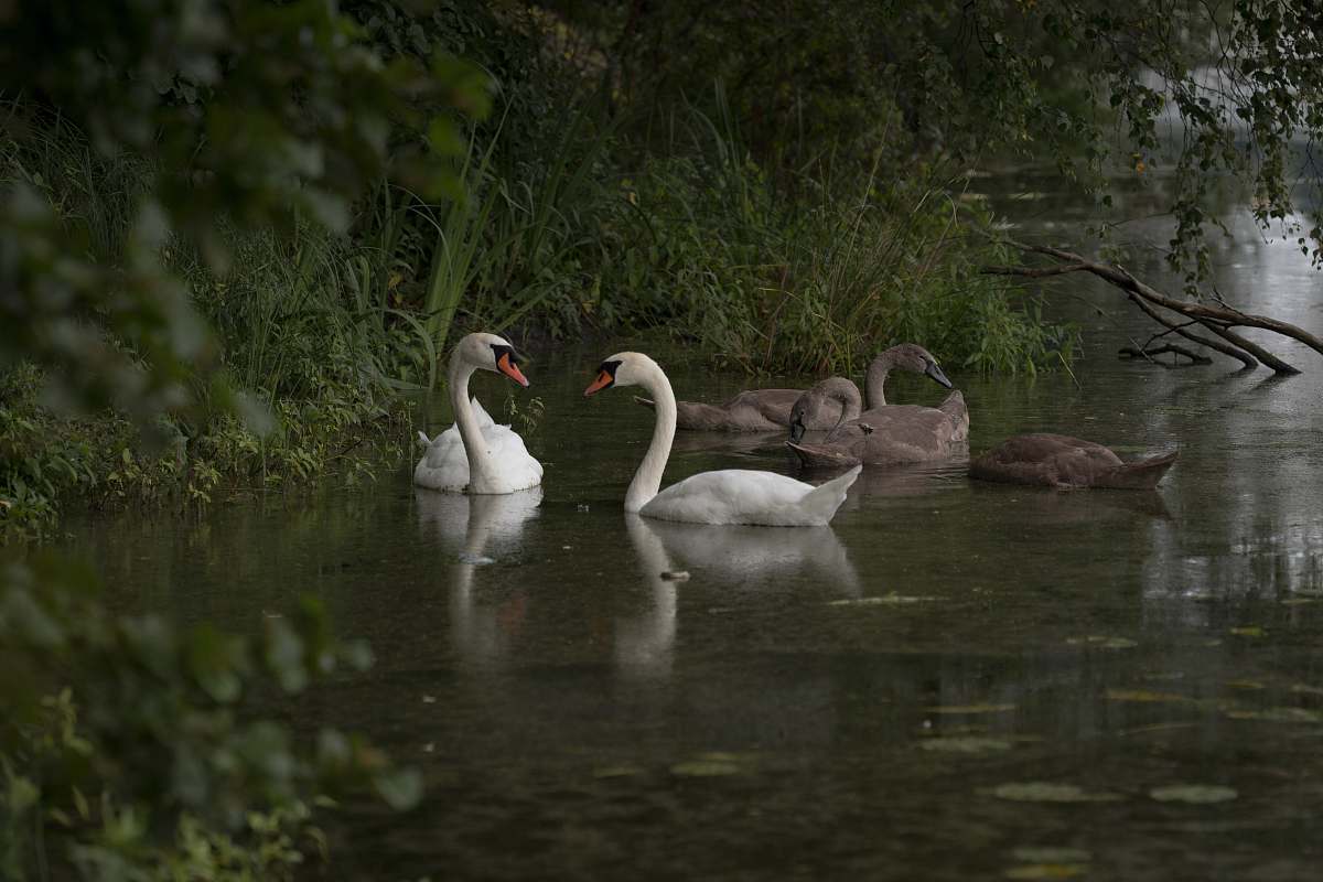 bird group of swan swimming on water black swan